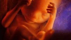 Bebeğin Ana Rahmine Düştüğü Andan Doğum Anına Kadarki Fotoğrafları