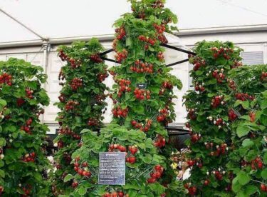 Bahçesinde ya da balkonunda sebze yetiştirmek isteyenler için harika bir fikir