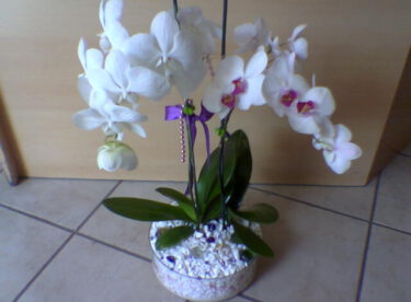 Orkide Çiçeğini Çoğaltma! Kendi Orkidenizi kendiniz Yetiştirin