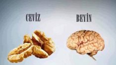 Bu Meyve ve Sebzeler benzedikleri organlara iyi geliyorlar!