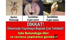 Sarıkız örümceği “ÜLKEMİZDE YAYILMAYA BAŞLADI ÇOK TEHLİKELİ! ÇOCUKLARINIZ VE ÇEVRENİZDEKİLERİ KESİNLİKLE UYARIN! “
