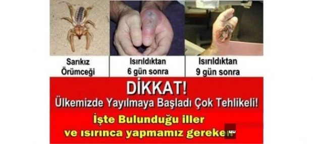 Sarıkız örümceği “ÜLKEMİZDE YAYILMAYA BAŞLADI ÇOK TEHLİKELİ! ÇOCUKLARINIZ VE ÇEVRENİZDEKİLERİ KESİNLİKLE UYARIN! “