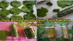 Taze Asma Yaprağı Uzun Süre Nasıl Saklanır?