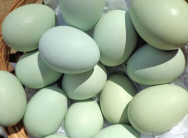 ‘Yeşil yumurtlayan tavuk’ karaborsa oldu
