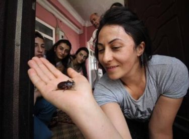 Ev’de buldular, temizlediler. Hakkari’de yaşayan aile, bu böceğe gözleri gibi bakıyor. Nedenini öğrenince siz de hak vereceksiniz