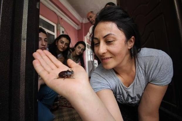 Ev’de buldular, temizlediler. Hakkari’de yaşayan aile, bu böceğe gözleri gibi bakıyor. Nedenini öğrenince siz de hak vereceksiniz