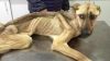 Kahraman Hayvanseverin Bir Köpeği Hayata Bağlama Hikayesi