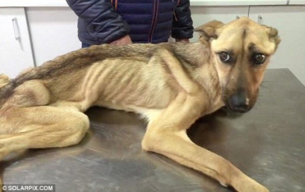 Kahraman Hayvanseverin Bir Köpeği Hayata Bağlama Hikayesi