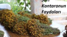 ALLAH’IN YARATTIĞI MUCİZEVİ BİTKİ KANTARON