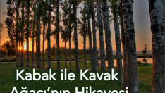 Kavak Ağacı ile Kabak