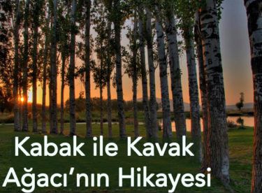 Kavak Ağacı ile Kabak