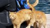 En Mükemmel Anda Çekilmiş, Mutluluk Garantili 25 Kedi Fotoğrafı