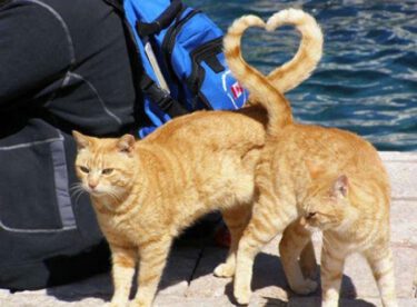 En Mükemmel Anda Çekilmiş, Mutluluk Garantili 25 Kedi Fotoğrafı