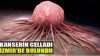 KANSERİN CELLADI İZMİR’DE BULUNDU