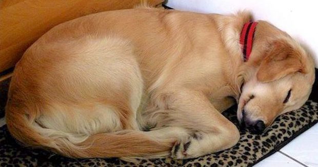 Köpek Her Gün Tanımadığı Kadının Evine Gidip Uyuyordu – Kadın Köpeğin Boynundaki Notu Görünce Çok Şaşırdı