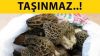KİŞİ ÇOK ÇABUK YORULUR. NE KADAR ÇOK DEMİR O KADAR ÇOK KUVVET!!!