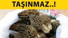 KİŞİ ÇOK ÇABUK YORULUR. NE KADAR ÇOK DEMİR O KADAR ÇOK KUVVET!!!