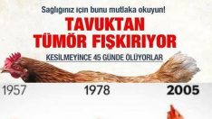 Çin tüm tavuk üretimlerini yasaklama kararı aldı