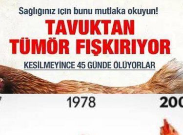 Çin tüm tavuk üretimlerini yasaklama kararı aldı