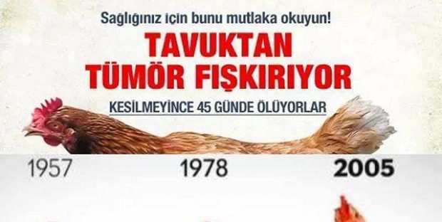 Çin tüm tavuk üretimlerini yasaklama kararı aldı