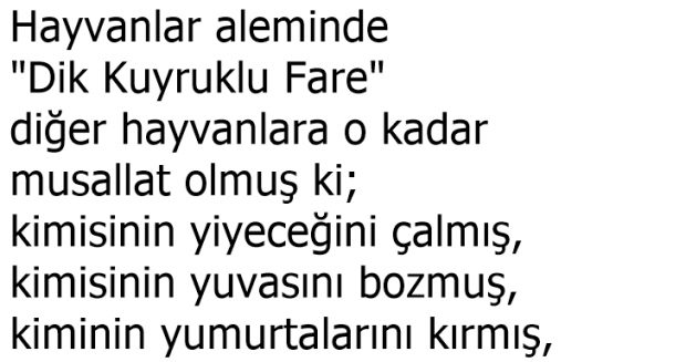 Dik Kuyruklu Fare
