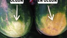 Çiftçilerden iyi karpuz seçme yöntemi