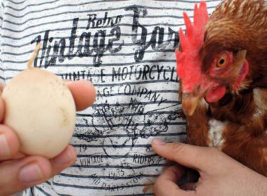 Tavuk, kuyruklu yumurta yumurtladı