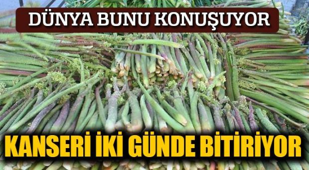 Kansere karşı oldukça etkili bir bitki