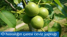 Ceviz Yaprağı; Bağırsak kurdu, Sindirim Bozuklukları, Kabızlık, Kan Temizleyici, Kan Şekerini Düşürücü Yönüyle Tek Kelimeyle Mucize