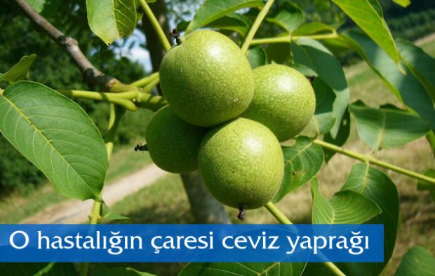 Ceviz Yaprağı; Bağırsak kurdu, Sindirim Bozuklukları, Kabızlık, Kan Temizleyici, Kan Şekerini Düşürücü Yönüyle Tek Kelimeyle Mucize