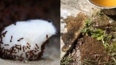 Zarar Vermeden Karıncaları Evden Kovabilmeniz İçin 5 Ucuz Ve Doğal Yöntem