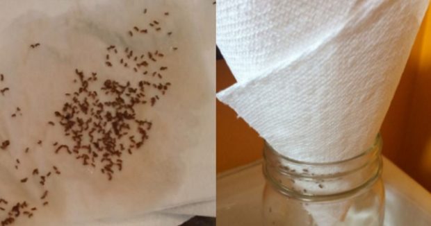 Bu Harika Yöntemle Sivrisineklere Bu Yazı Kabusa Çevireceksiniz