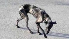 Kimse ‘İskelet’ Köpeğin Yanına Yaklaşmıyordu – Bakın Bir Hayvansever Köpeğin Hayatını Nasıl Değiştirdi