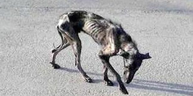 Kimse ‘İskelet’ Köpeğin Yanına Yaklaşmıyordu – Bakın Bir Hayvansever Köpeğin Hayatını Nasıl Değiştirdi