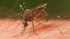 Sivrisineklerden Nefret Mi Ediyorsunuz? – İşte Doktorların Önerdiği Gelmiş Geçmiş En Etkili Sivrisinek Önleyici