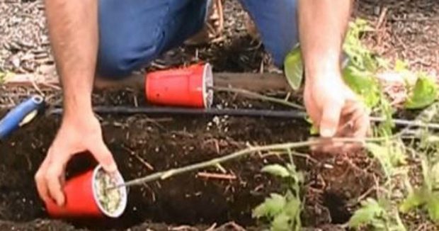 Domates Fidesini Yan Yatırarak Dikip Etrafına Karbonat Döktü – Nedenini Öğrenince Siz De Yapacaksınız
