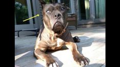 Görme Engelli Pitbullun Yanına Gitti – Neye Baktığını Anlayınca Çok Şaşırdı