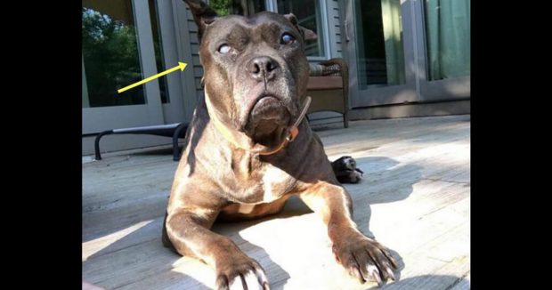 Görme Engelli Pitbullun Yanına Gitti – Neye Baktığını Anlayınca Çok Şaşırdı