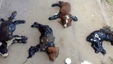 Caniler Sokak Köpeklerinin Üstüne Zift Döktüler – Hayvanseverler Köpeklerin Yardımına Böyle Koştu