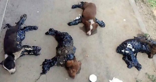 Caniler Sokak Köpeklerinin Üstüne Zift Döktüler – Hayvanseverler Köpeklerin Yardımına Böyle Koştu