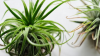Evinizde Hava Bitkisi “Tillandsia” Yetiştirin