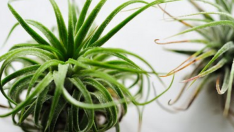 Evinizde Hava Bitkisi “Tillandsia” Yetiştirin
