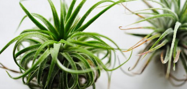 Evinizde Hava Bitkisi “Tillandsia” Yetiştirin