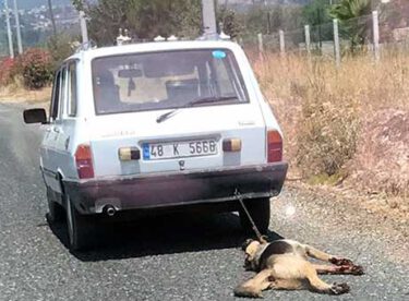 Köpeği otomobilin arkasında sürükleyen kişinin cezası belli oldu bakın cezası ne oldu