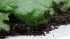 Evlerinde ipek böceği yetiştirerek 6 bin lira kazanacaklar