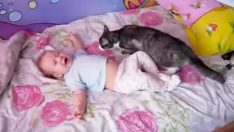Akıllı Kedi Ağlayan Bebeği Bakın Nasıl Susturdu