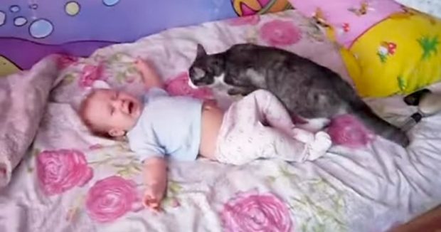 Akıllı Kedi Ağlayan Bebeği Bakın Nasıl Susturdu
