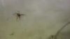 Milas’ta Zehirli ve Etle Beslenen ‘Sarıkız böceği’ paniği Uzmanlar Halkı Uyardı Aman Dikkat