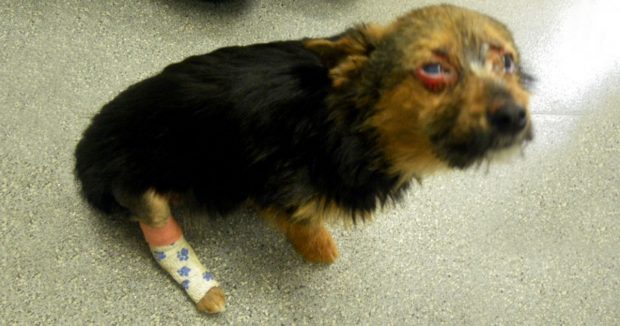 Caniler Önce Köpeğin Bacaklarını Kırdı Sonra Ateşe Verdi – Köpek Buna Rağmen İnsanlara Güveniyor