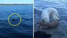 Köpek Boğulma Tehlikesi Geçiren Geyiğin Hayatını Böyle Kurtardı
